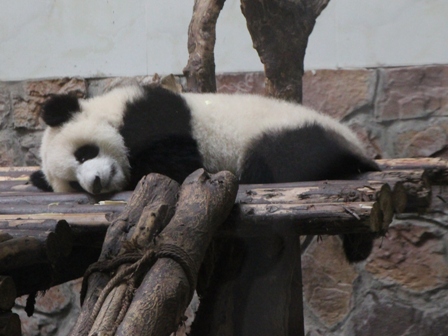 Pandabren Aufzuchtstation